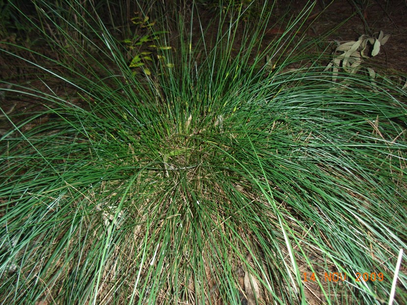 Juncus?